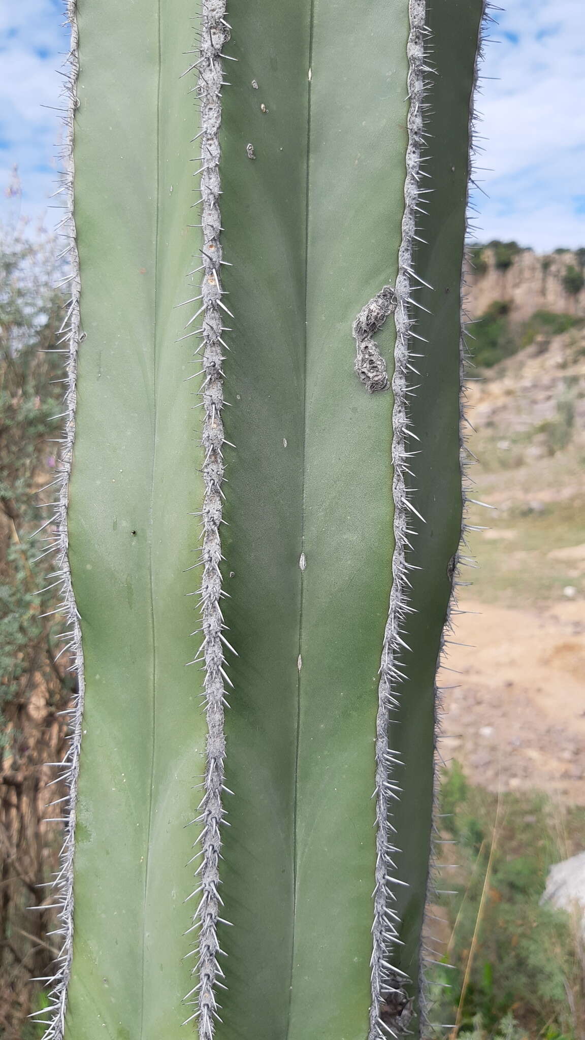 Image of <i>Lophocereus marginatus</i>