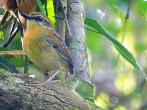 Image of Black-cheeked Gnateater