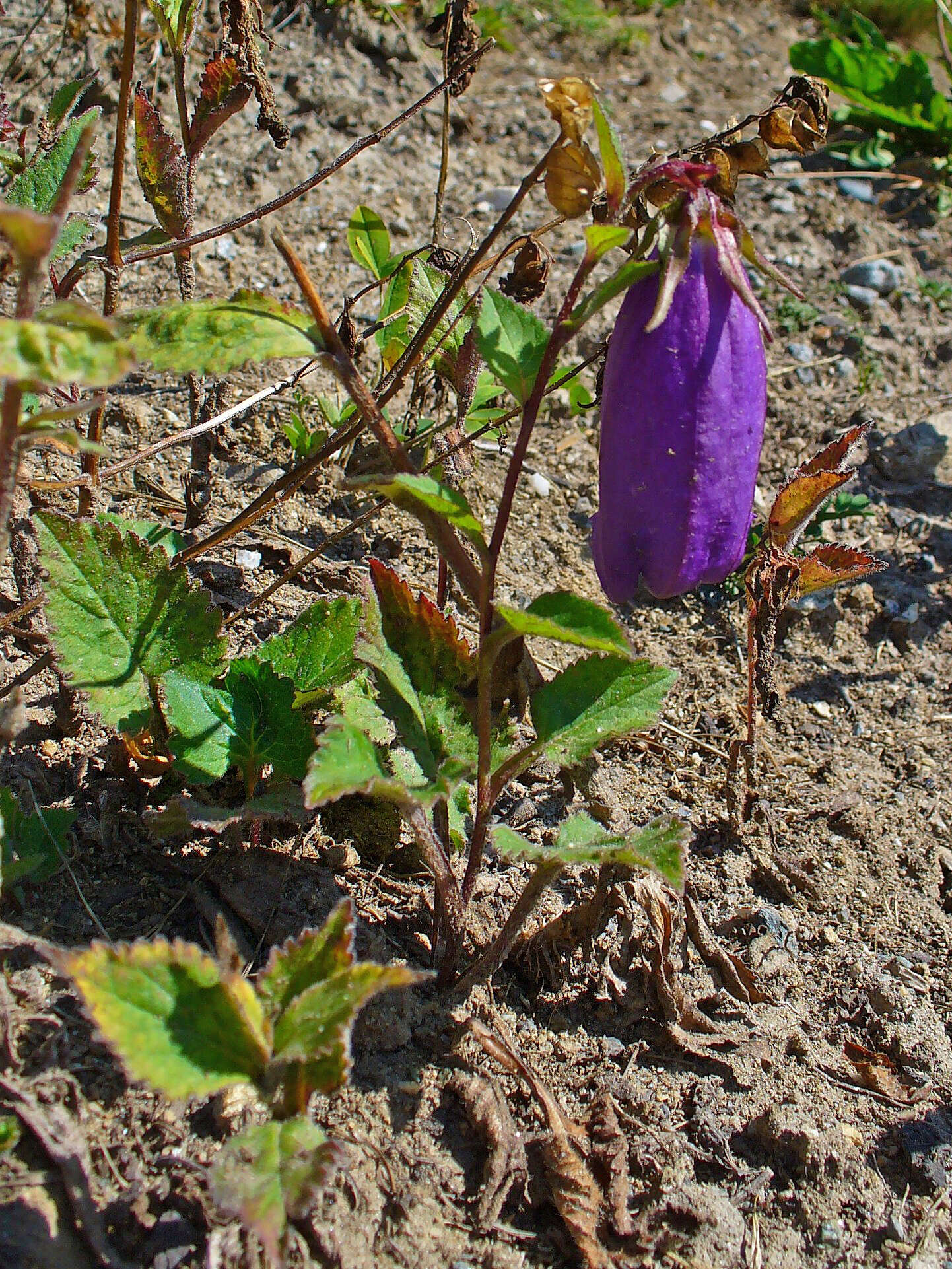 Image of Campanula punctata var. punctata