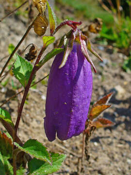 Image of Campanula punctata var. punctata