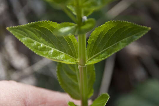 Imagem de Mercurialis ovata Sternb. & Hoppe