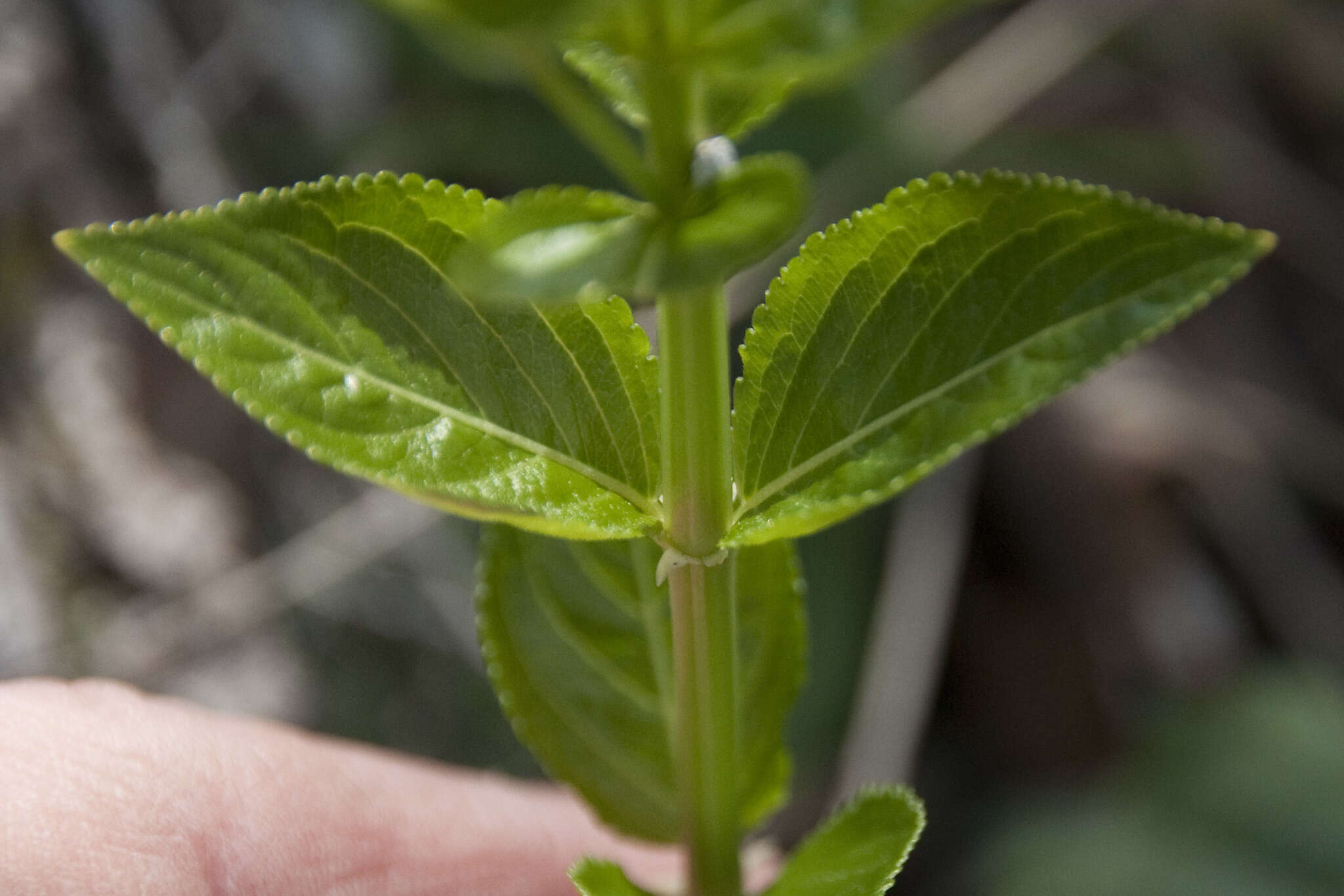 Image de Mercurialis ovata Sternb. & Hoppe