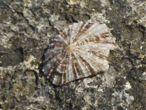 Image of China limpet