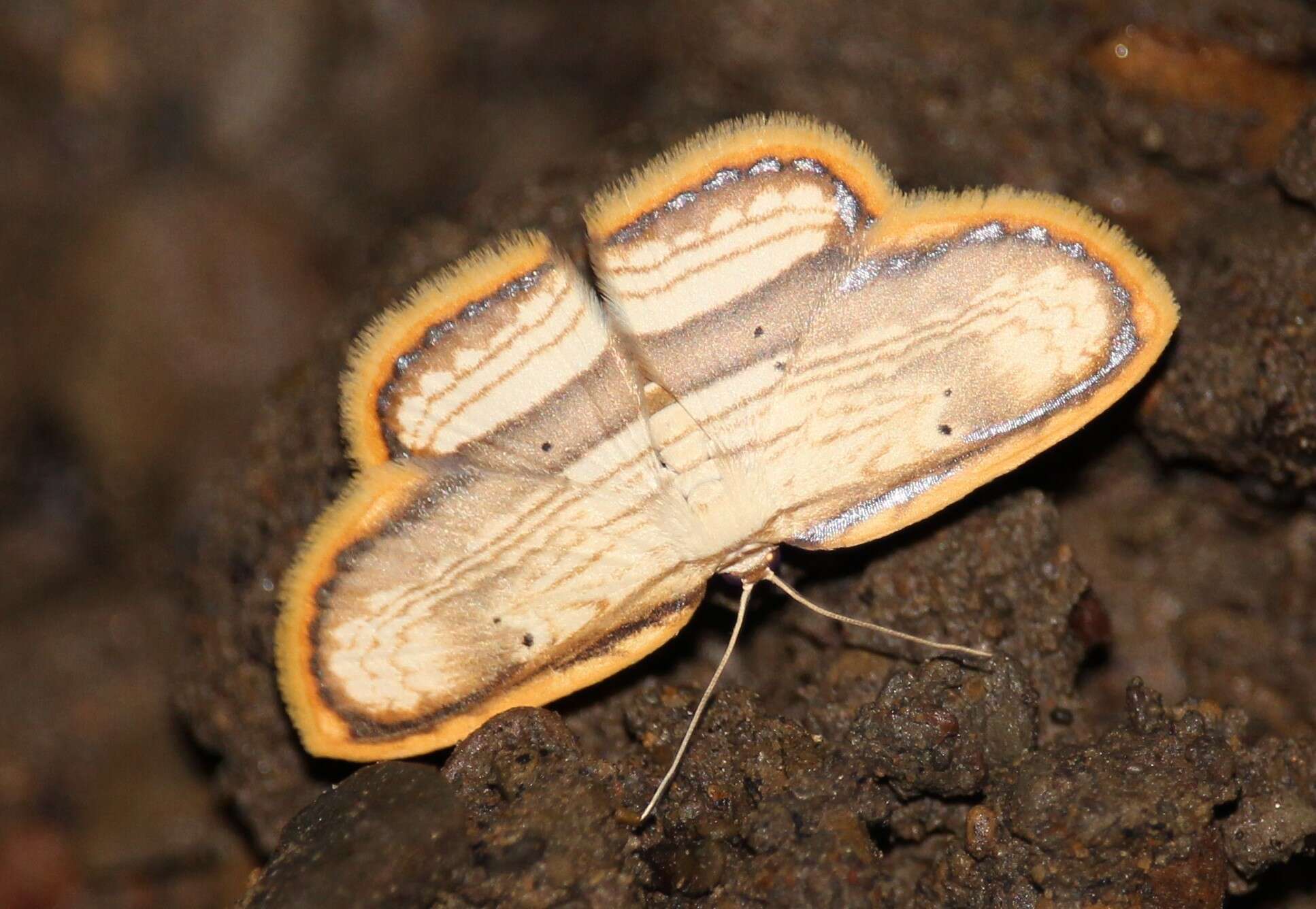 Image of Drapetodes fratercula Moore 1887