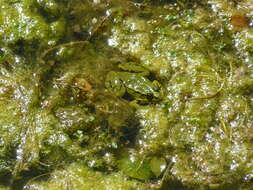 صورة Pelophylax esculentus