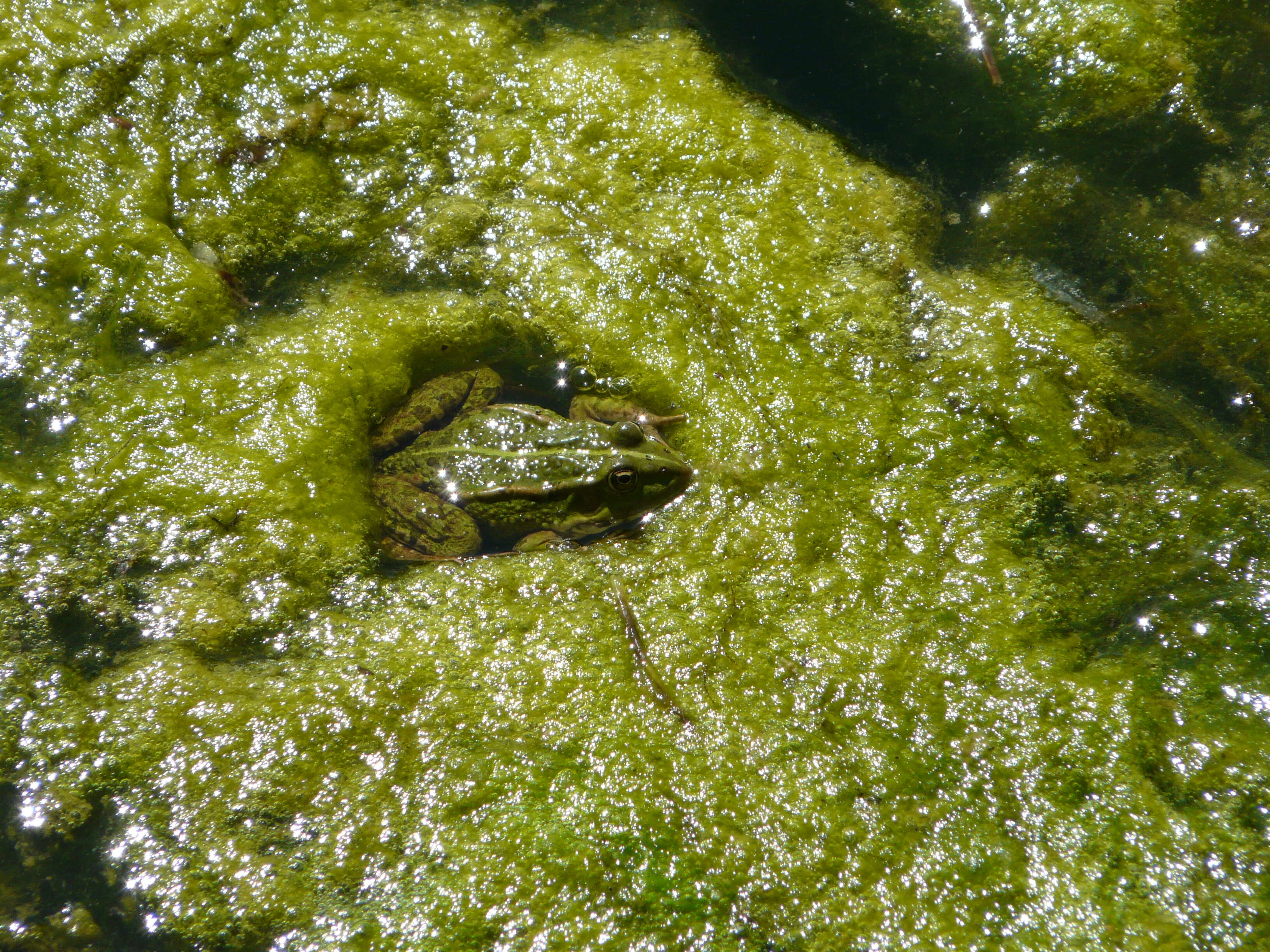 Image of Pelophylax esculentus