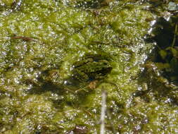 صورة Pelophylax esculentus