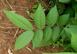 Image of septicweed