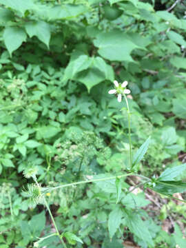 Image of white avens