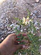 Imagem de Astragalus oophorus var. caulescens (M. E. Jones) M. E. Jones