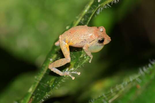 Image of white-striped robber frog