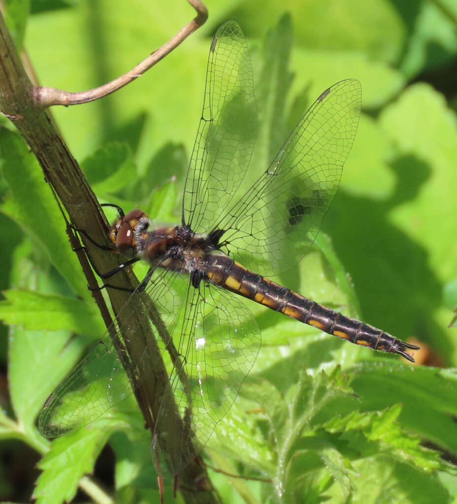 Image of Slender Baskettail