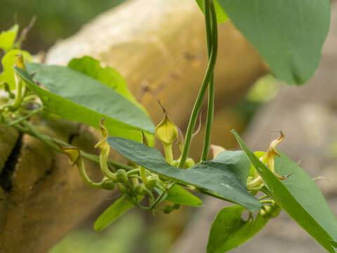 Image de Aristolochia contorta Bunge