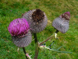 Image of woolly thistle