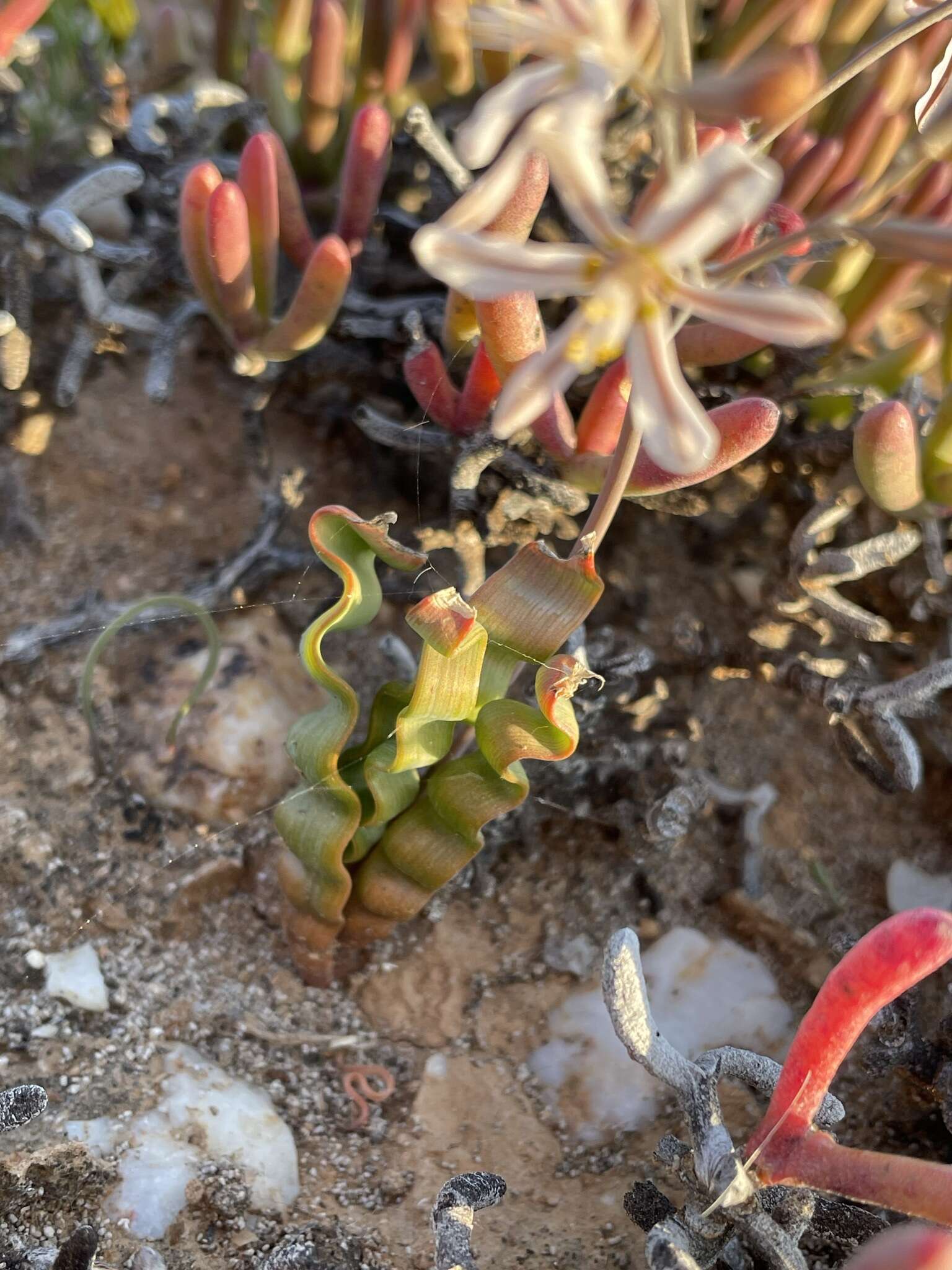 Image of Trachyandra tortilis (Baker) Oberm.