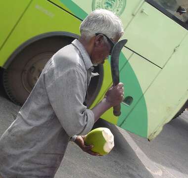 Image of coconut palm