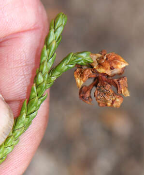 Image of Athrotaxis laxifolia Hook.