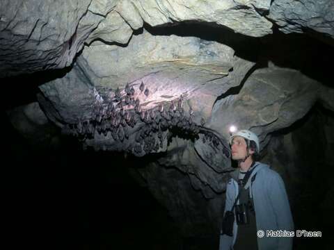 Image of Lesser Horseshoe Bat