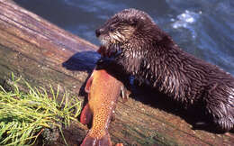 Image of Oncorhynchus clarkii bouvieri