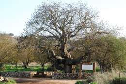 Image of Mt. Atlas mastic tree