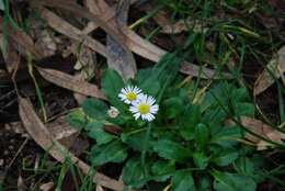 Image of Bellis sylvestris Cyr.