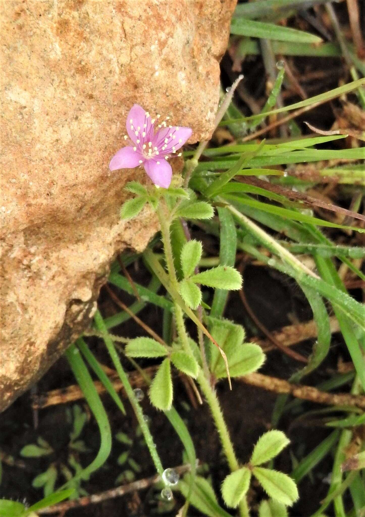 Image of Corynandra felina (L. fil.) Cochrane & Iltis