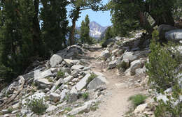 Image of whitebark pine