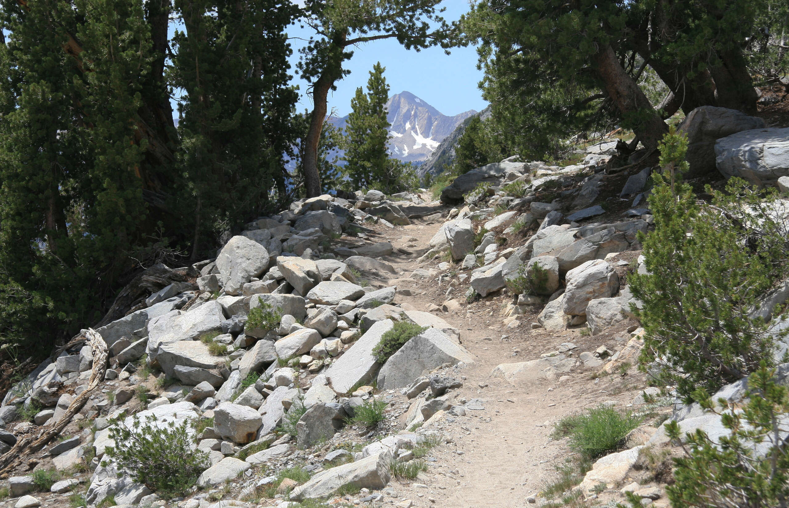 Image of whitebark pine