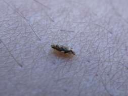 Image of Variegated Grape Leafhopper