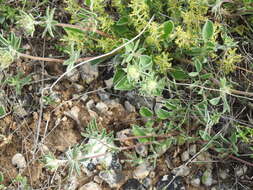 Image of Thymelaea pubescens (L.) Meissn.