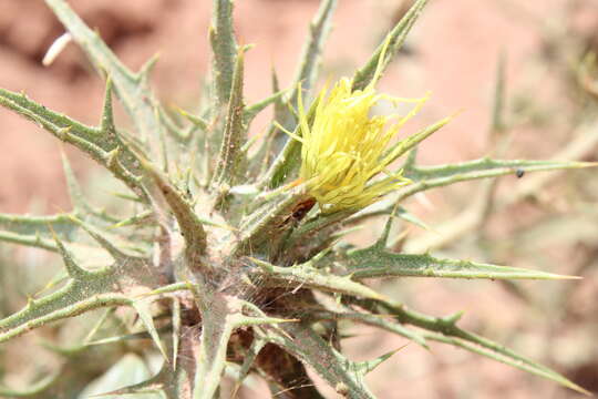 Image of woolly distaff thistle