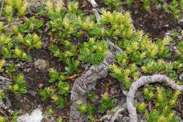 Image of Blunt-leaved Willow