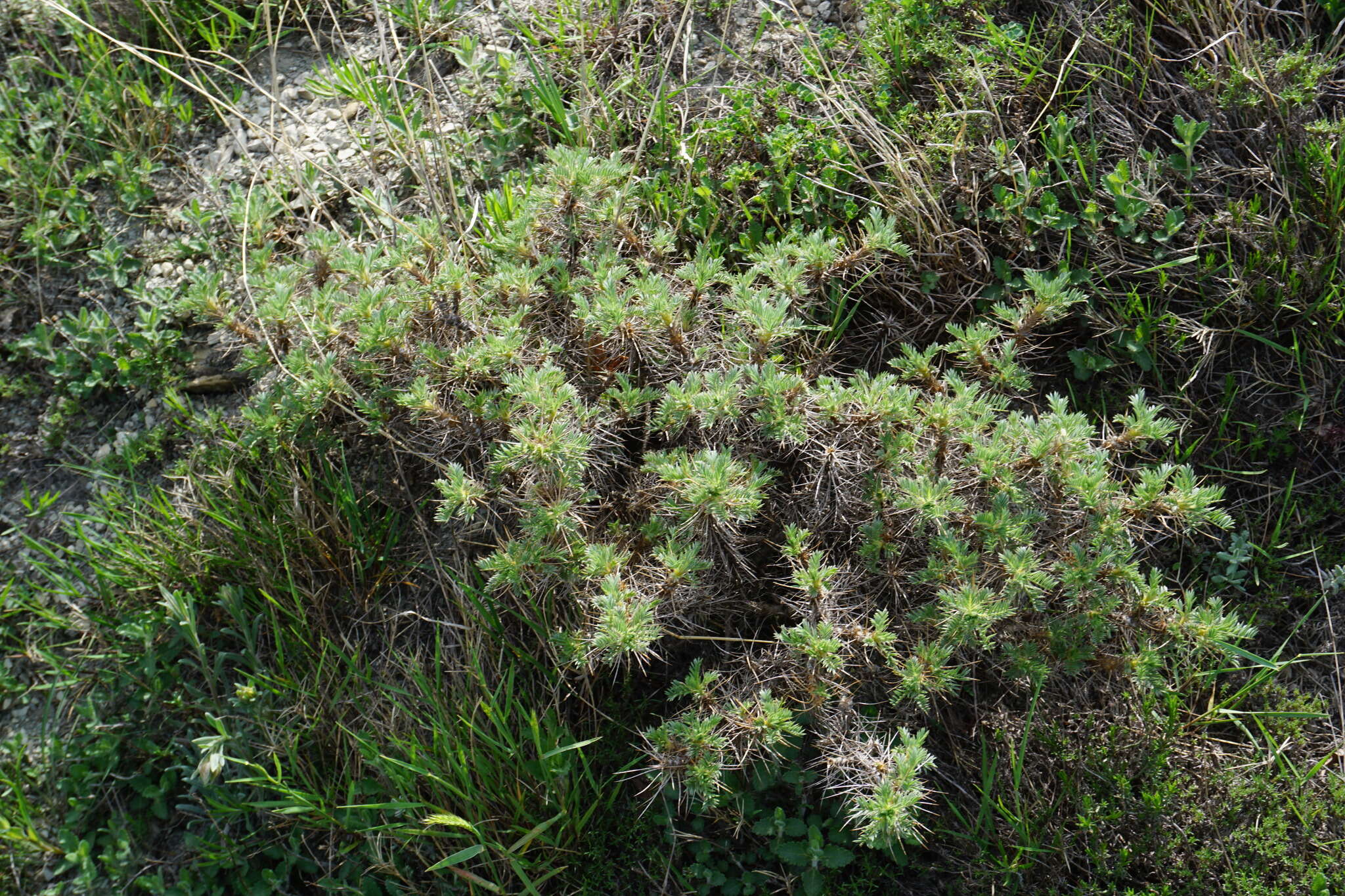 Image of Astragalus arnacanthoides (A. Boriss.) A. Boriss.