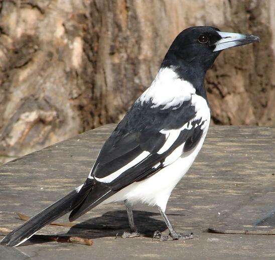 Image of Pied Butcherbird