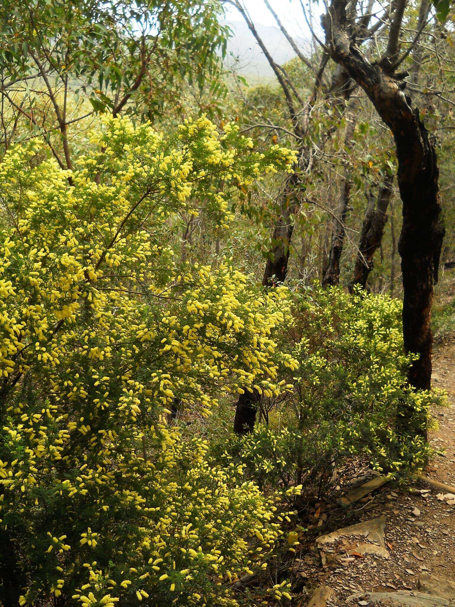 Imagem de Acacia drummondii Lindl.