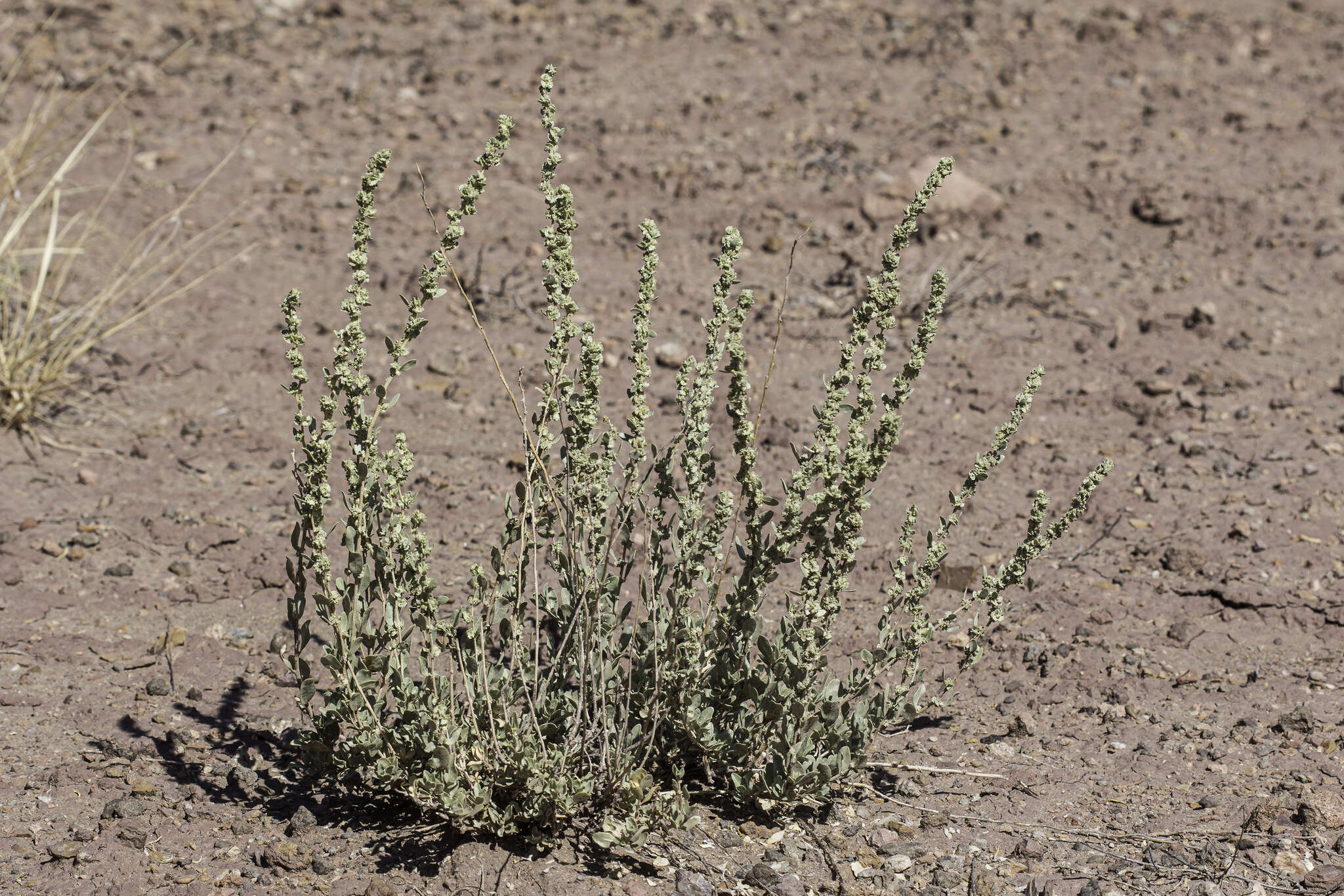 Sivun Atriplex obovata Moq. kuva