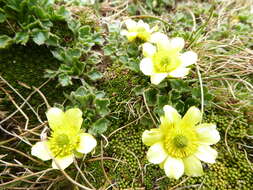 Image de Ranunculus pachyrrhizus Hook. fil.