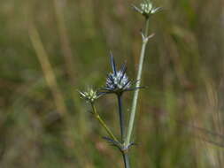 Imagem de Eryngium ovinum A. Cunn.