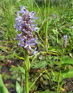 Image of pickerelweed