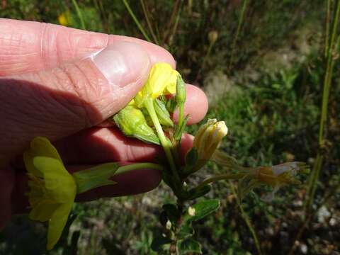 Imagem de Oenothera parviflora L.