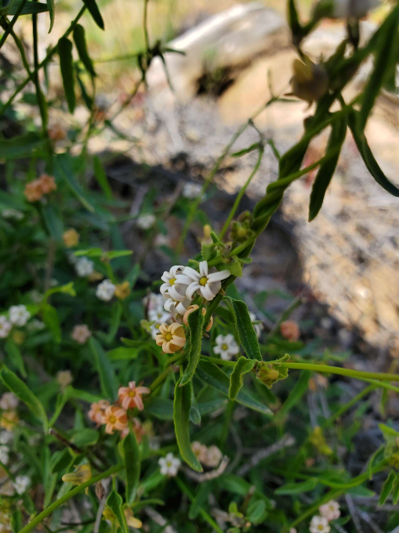 Image of Diplolepis geminiflora (Decne.) Liede & Rapini