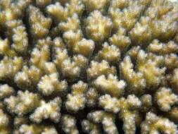 Sivun Pocillopora damicornis (Linnaeus 1758) kuva