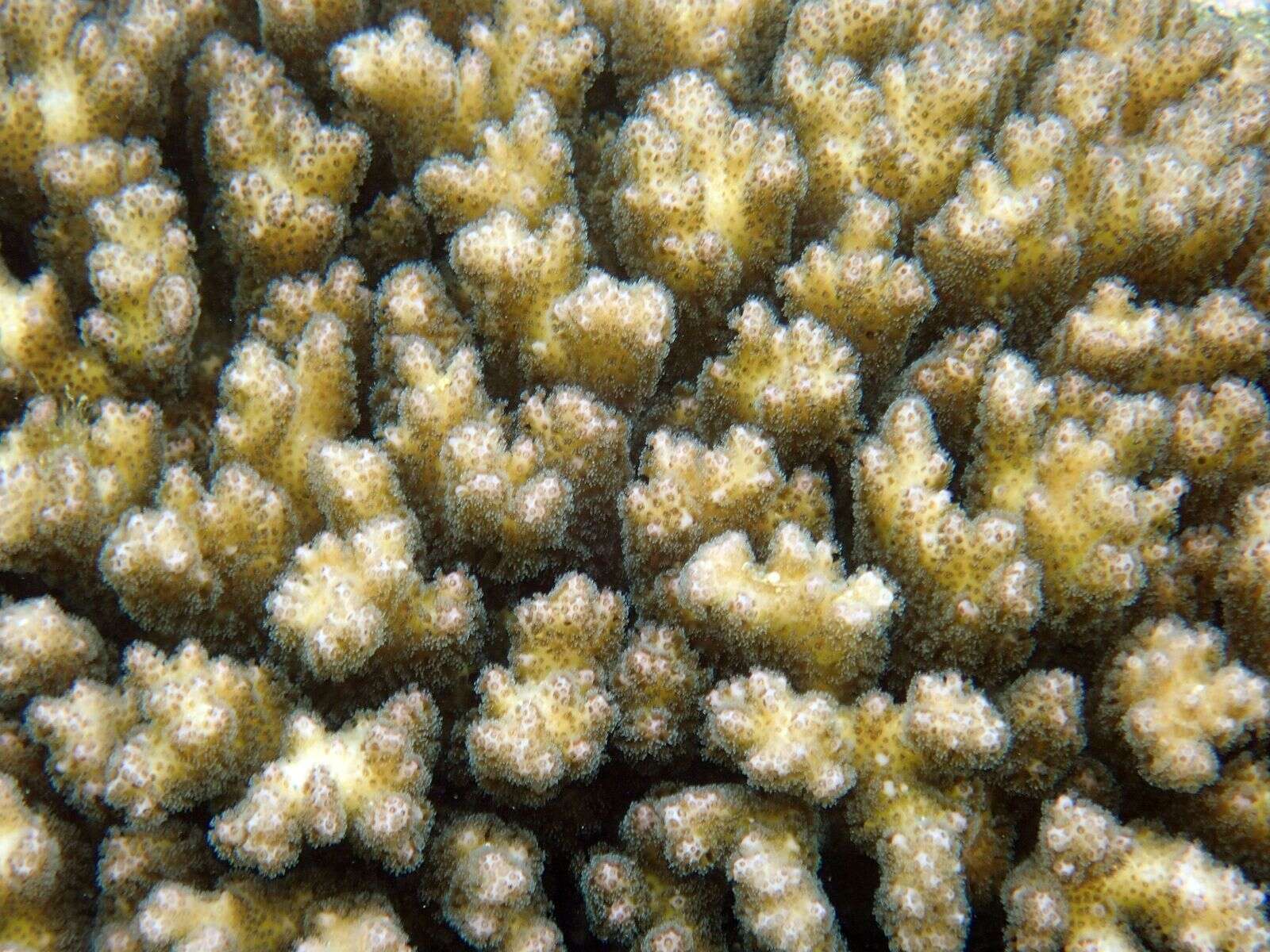 Sivun Pocillopora damicornis (Linnaeus 1758) kuva