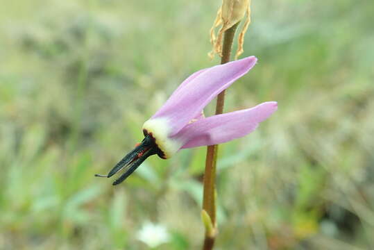 Plancia ëd Dodecatheon jeffreyanum K. Koch