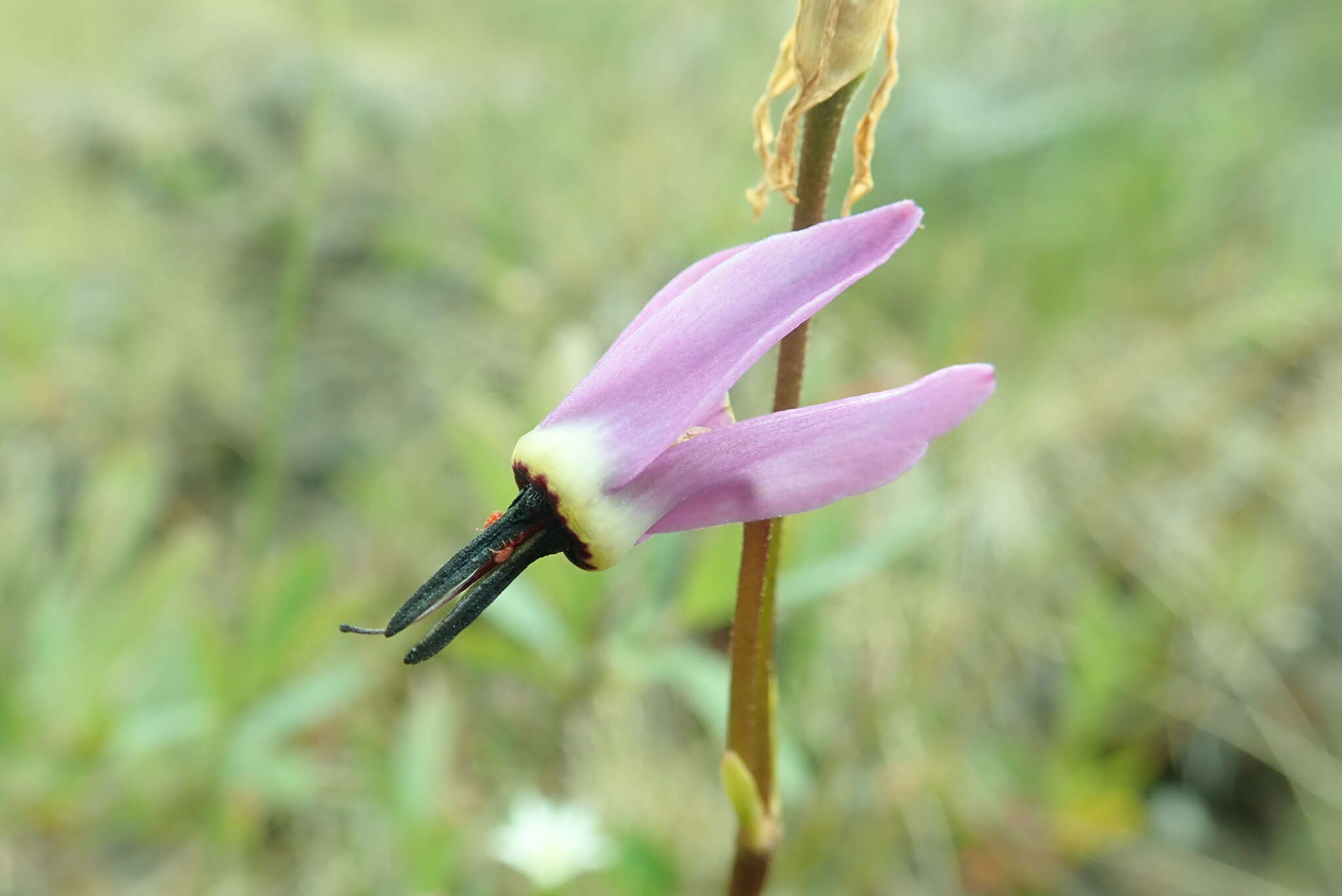 Plancia ëd Dodecatheon jeffreyanum subsp. jeffreyanum