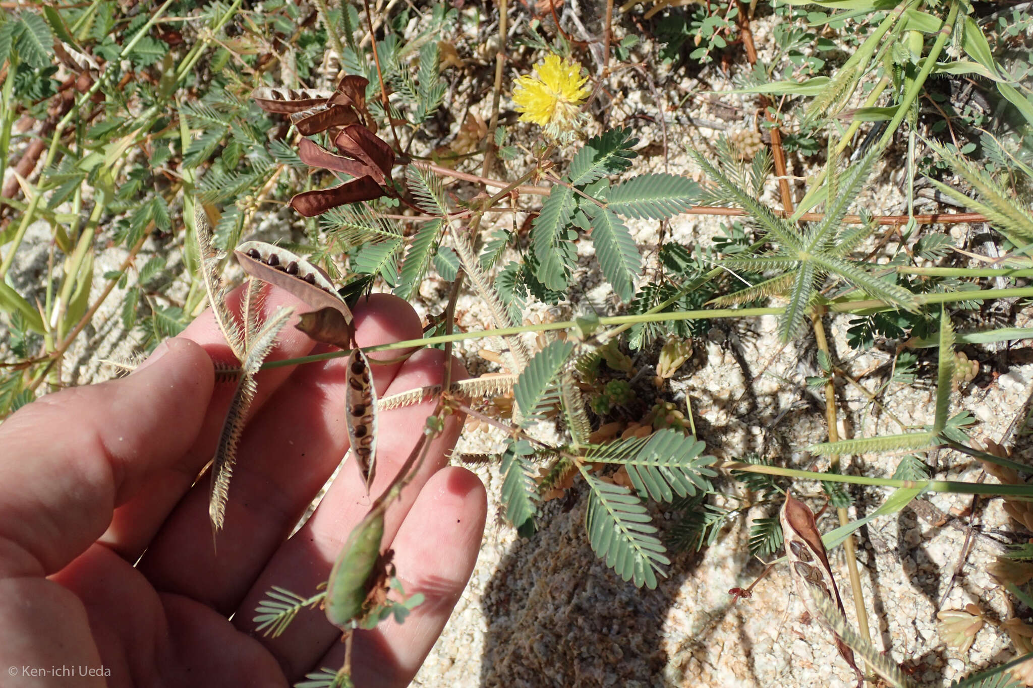 Слика од Neptunia plena (L.) Benth.