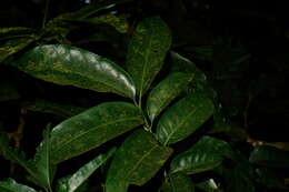 Image of Dysoxylum hongkongense (Tutcher) Merr.
