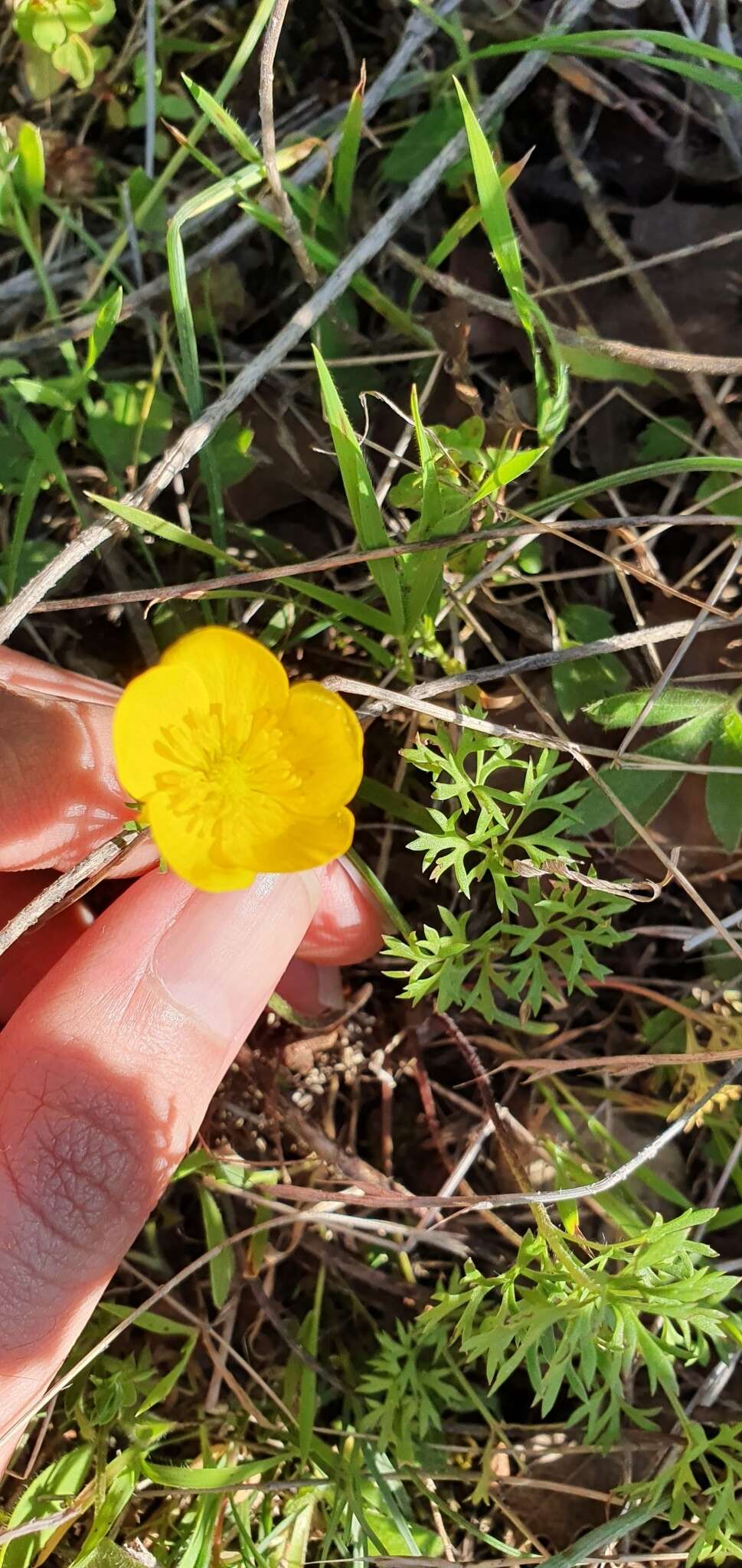 Image of Ranunculus millefoliatus Vahl