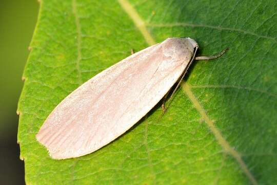 Image of dingy footman