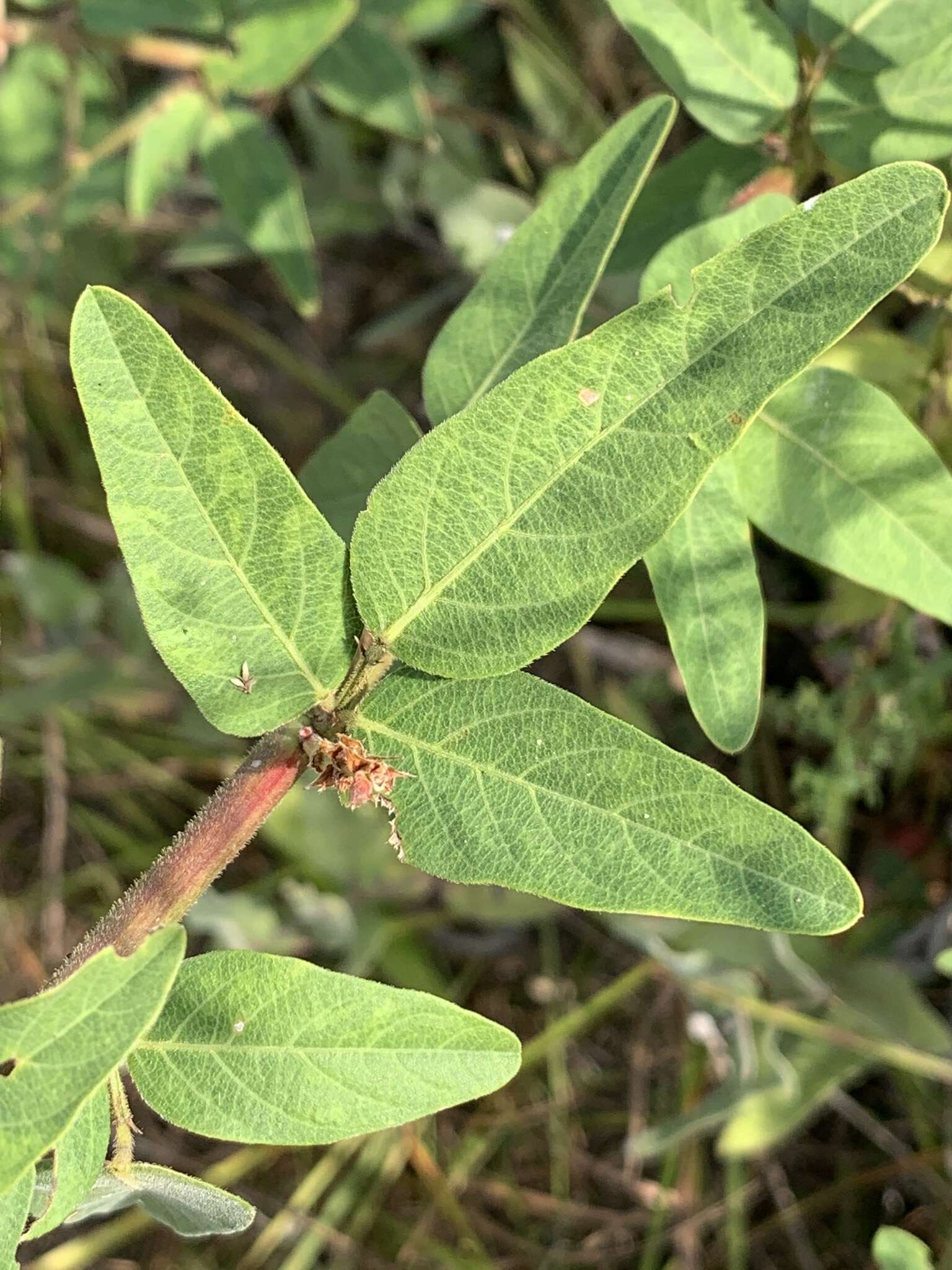 Imagem de Desmodium rigidum (Elliott) DC.